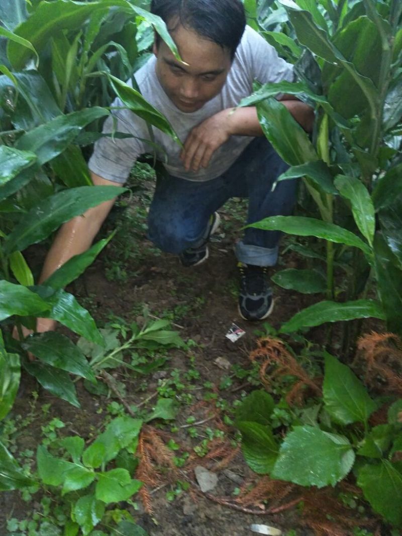 洋荷，阳荷