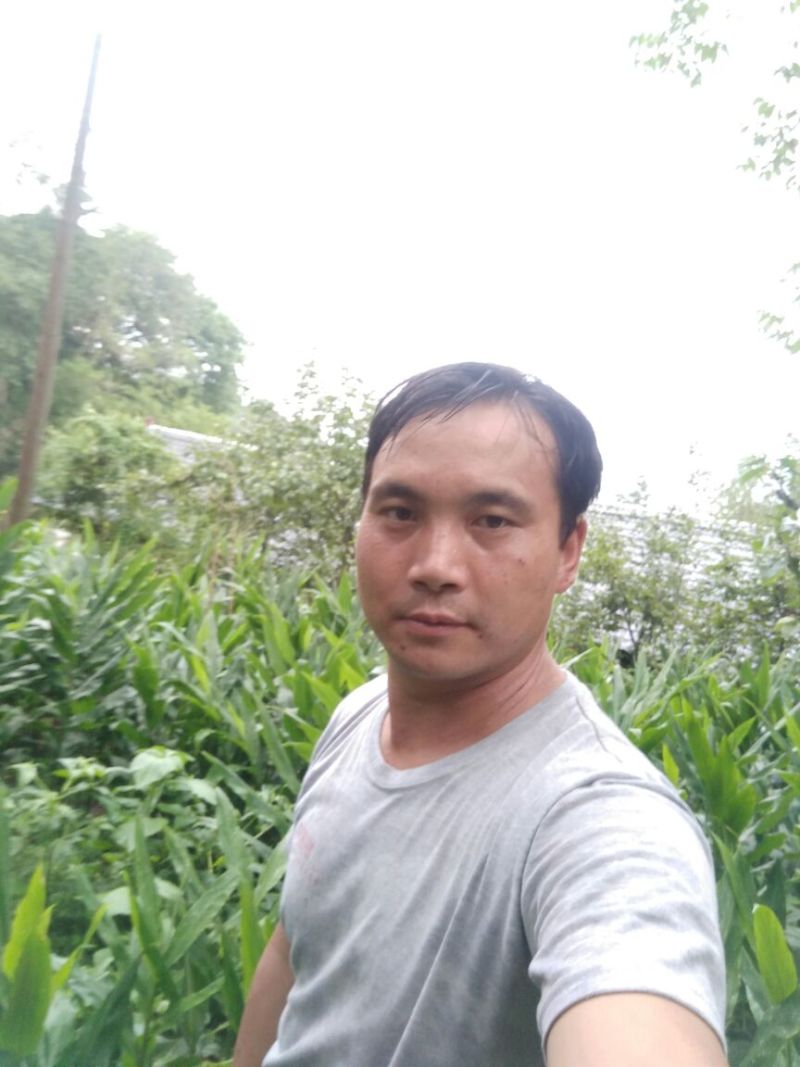 洋荷，阳荷