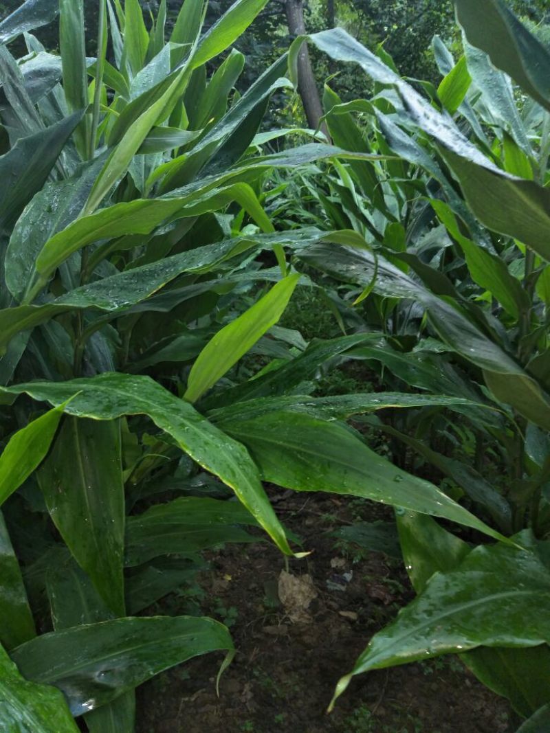 洋荷，阳荷