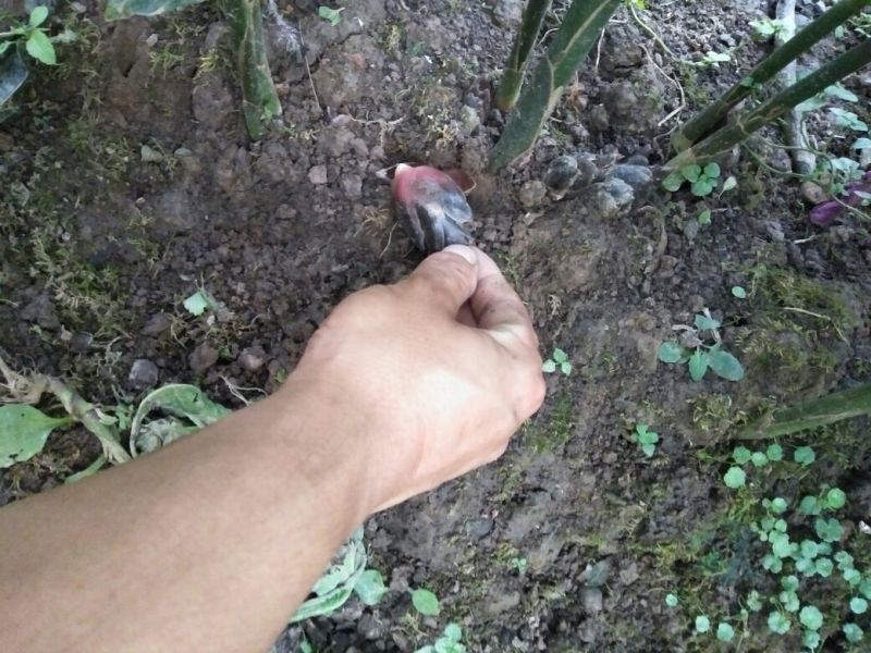 洋荷，阳荷