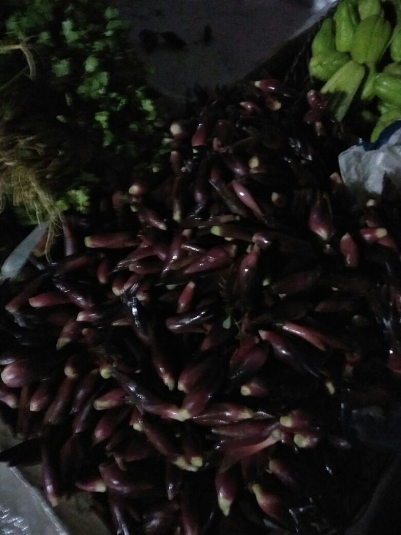 洋荷，阳荷