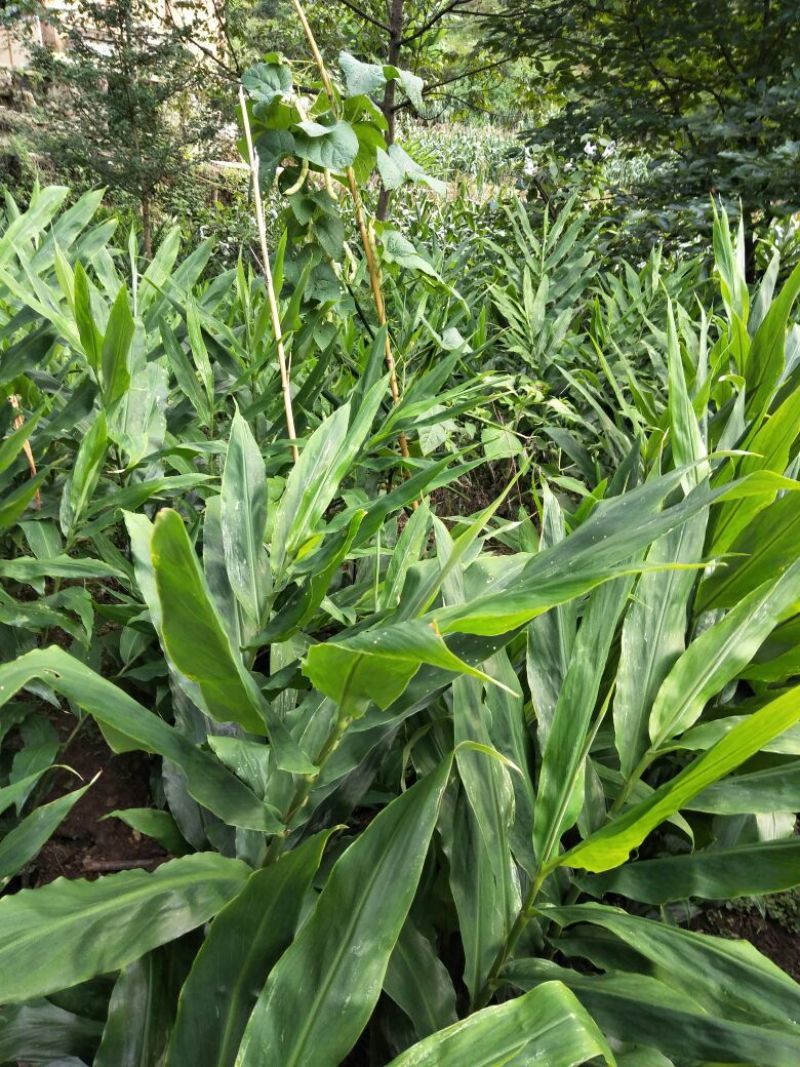 洋荷，阳荷