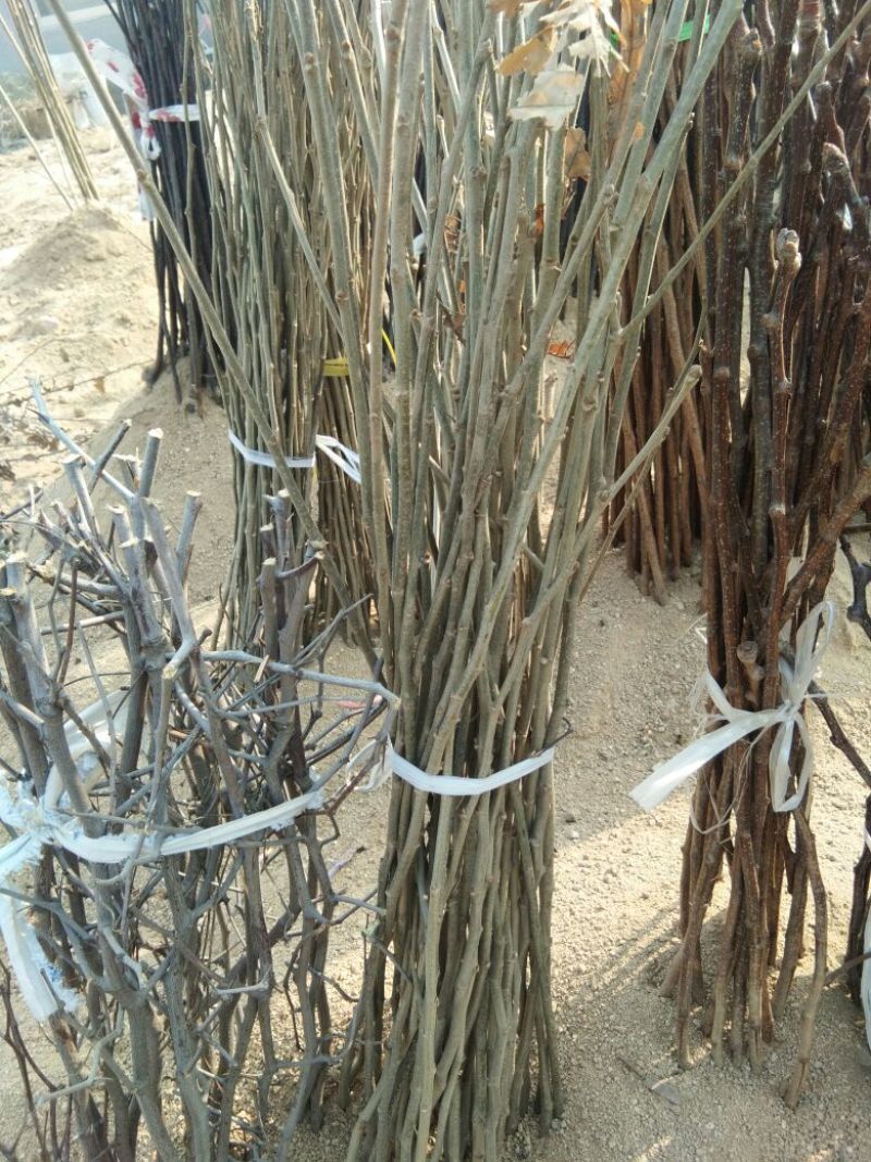 大红袍板栗苗,泰山一号板栗苗，山东板栗苗基地板栗苗