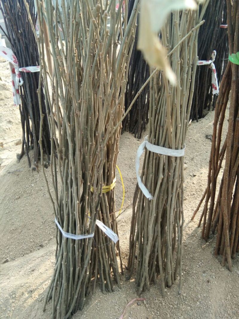 大红袍板栗苗,泰山一号板栗苗，山东板栗苗基地板栗苗