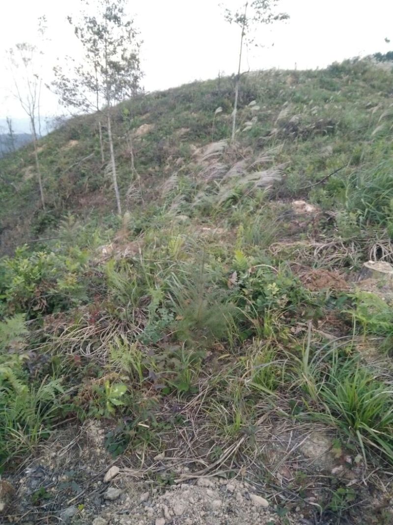 茯苓统块