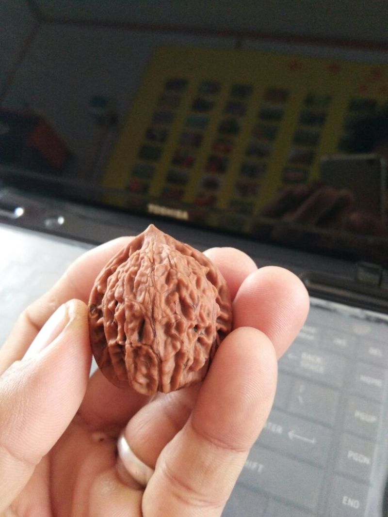 文玩核桃苗虎头狮子头官帽四座楼品种货真价实手玩核桃