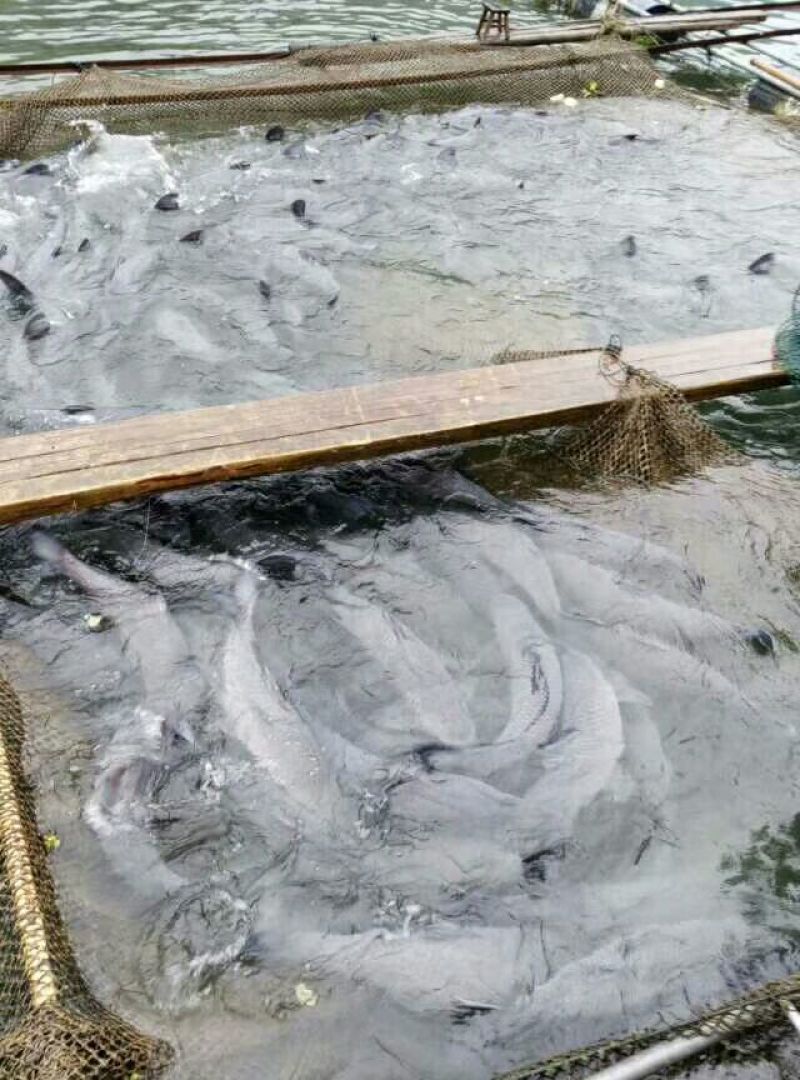 青鱼食用活鱼10到二十的大鱼