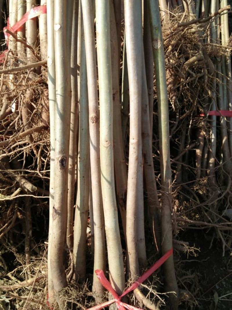 红油香椿苗技术支持