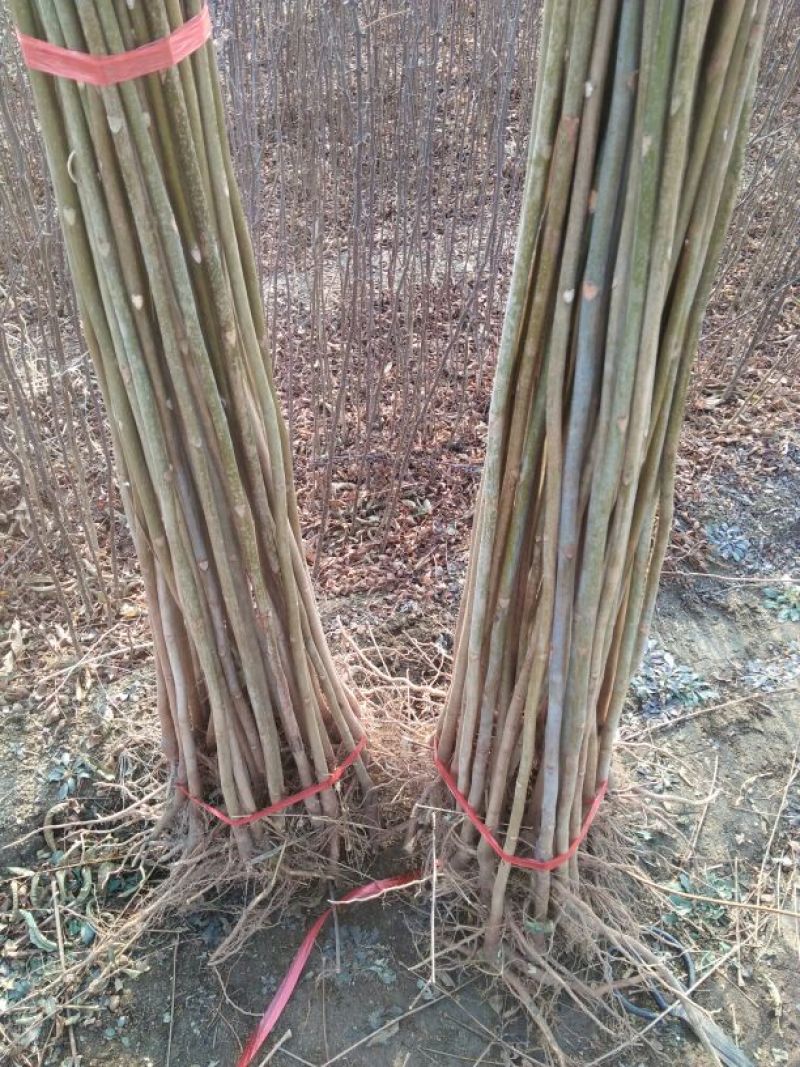 红油香椿苗技术支持
