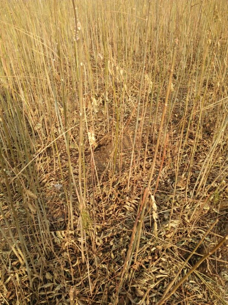 红油香椿苗技术支持