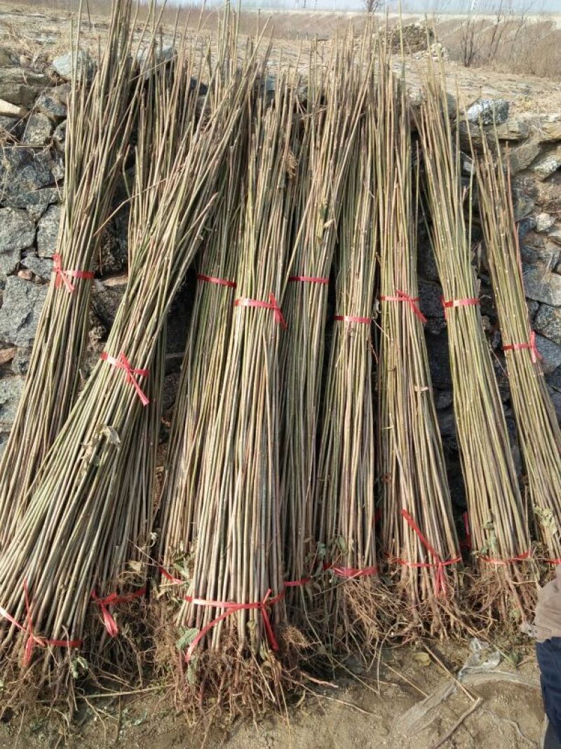 红油香椿苗技术支持