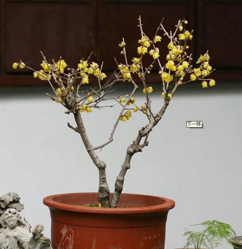 腊梅盆栽苗地栽苗