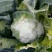 菜花紧花2~3斤乳白