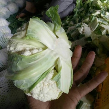菜花紧花2~3斤乳白