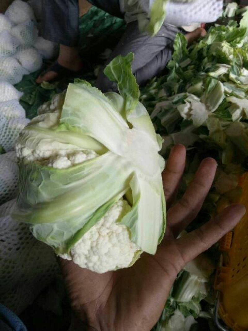 菜花紧花2~3斤乳白