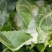 菜花紧花2~3斤乳白