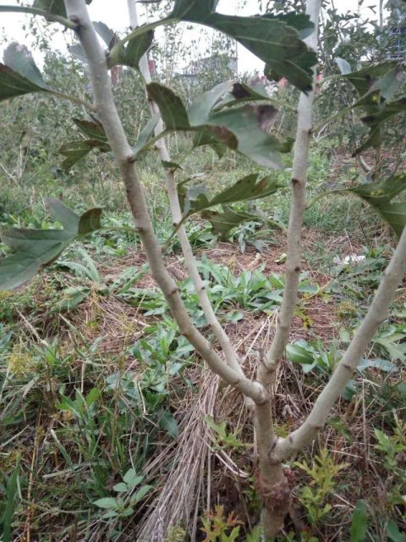 山楂苗甜山楂大个山楂