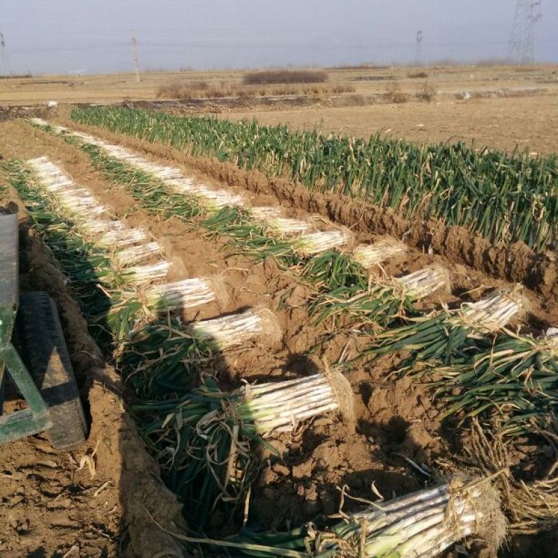 长白大葱毛葱3cm左右40cm以上