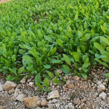 大叶菠菜15~20厘米