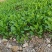 大叶菠菜15~20厘米