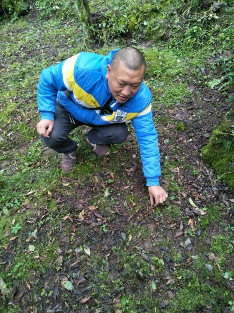 滇重楼苗1年，块茎香烟大小