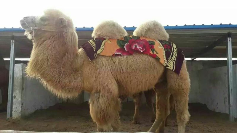 骆驼乘骑马蒙古马伊犁马三河马旅游