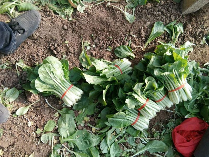 上海青小白菜10~20cm