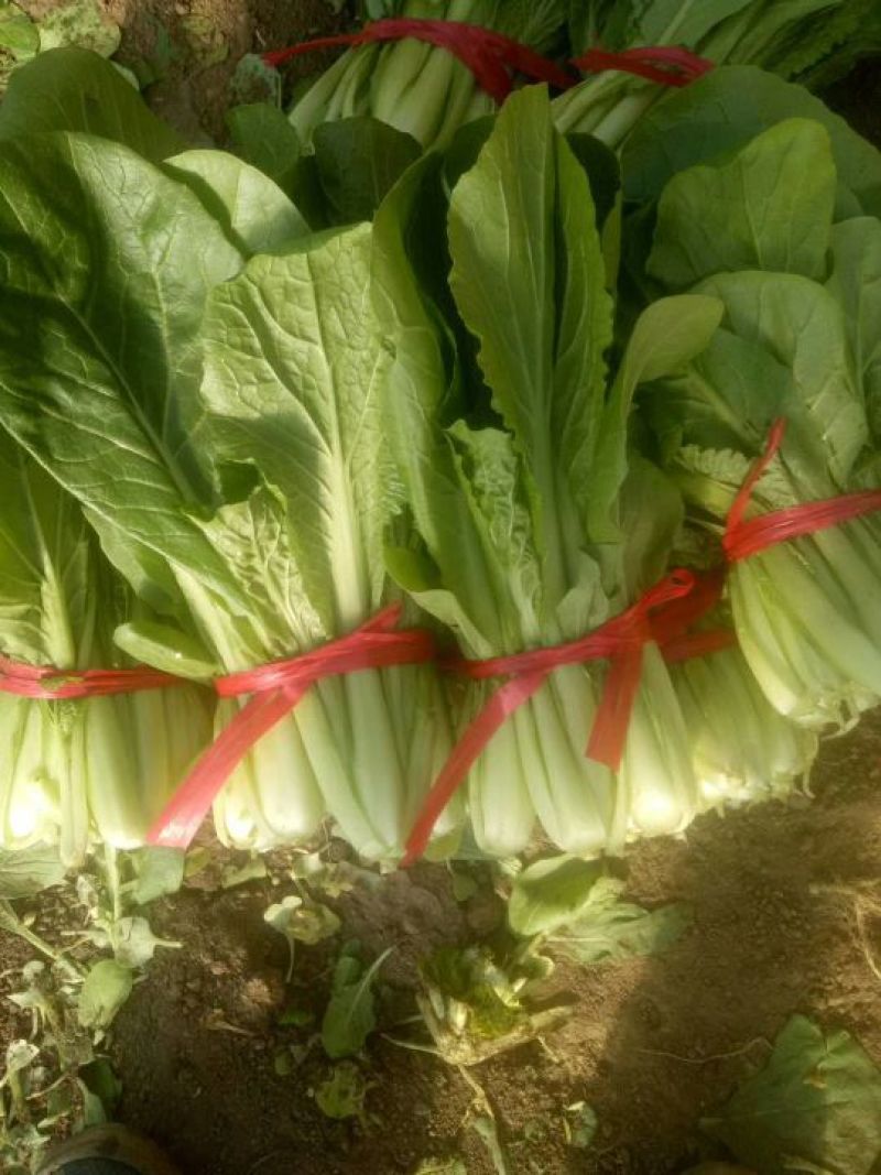 上海青小白菜10~20cm