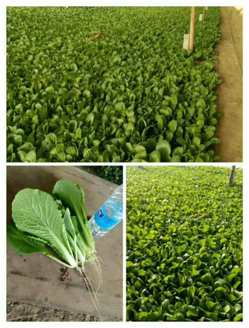 上海青小白菜10~20cm