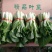 上海青小白菜10~20cm
