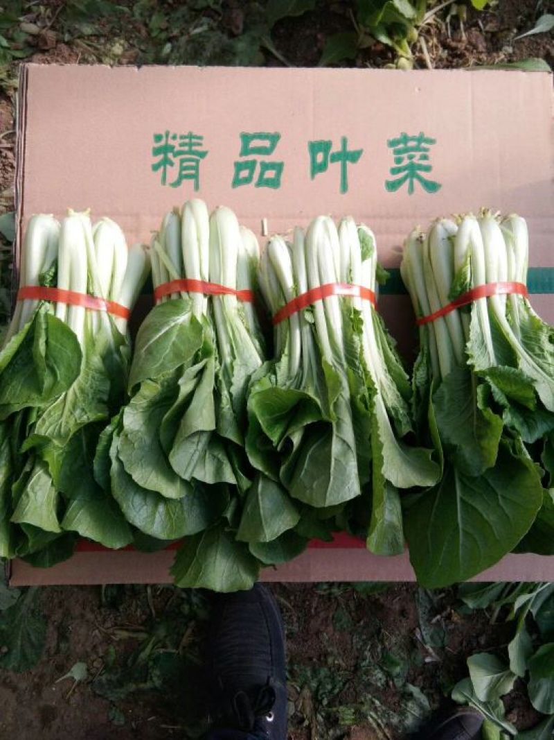 上海青小白菜10~20cm