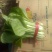 上海青小白菜10~20cm