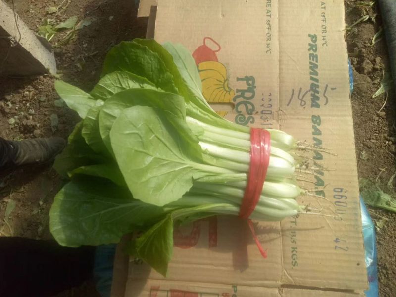 上海青小白菜10~20cm