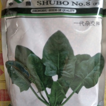 菠菜种子95%