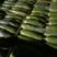 绿皮西葫芦0.4斤以上，产地直销，供应各大批发市场或超
