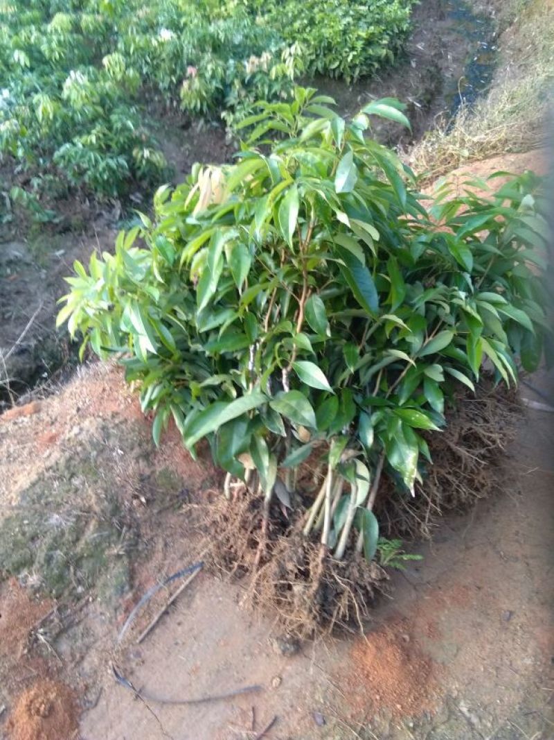 无核荔枝苗桂味苗飞子笑苗