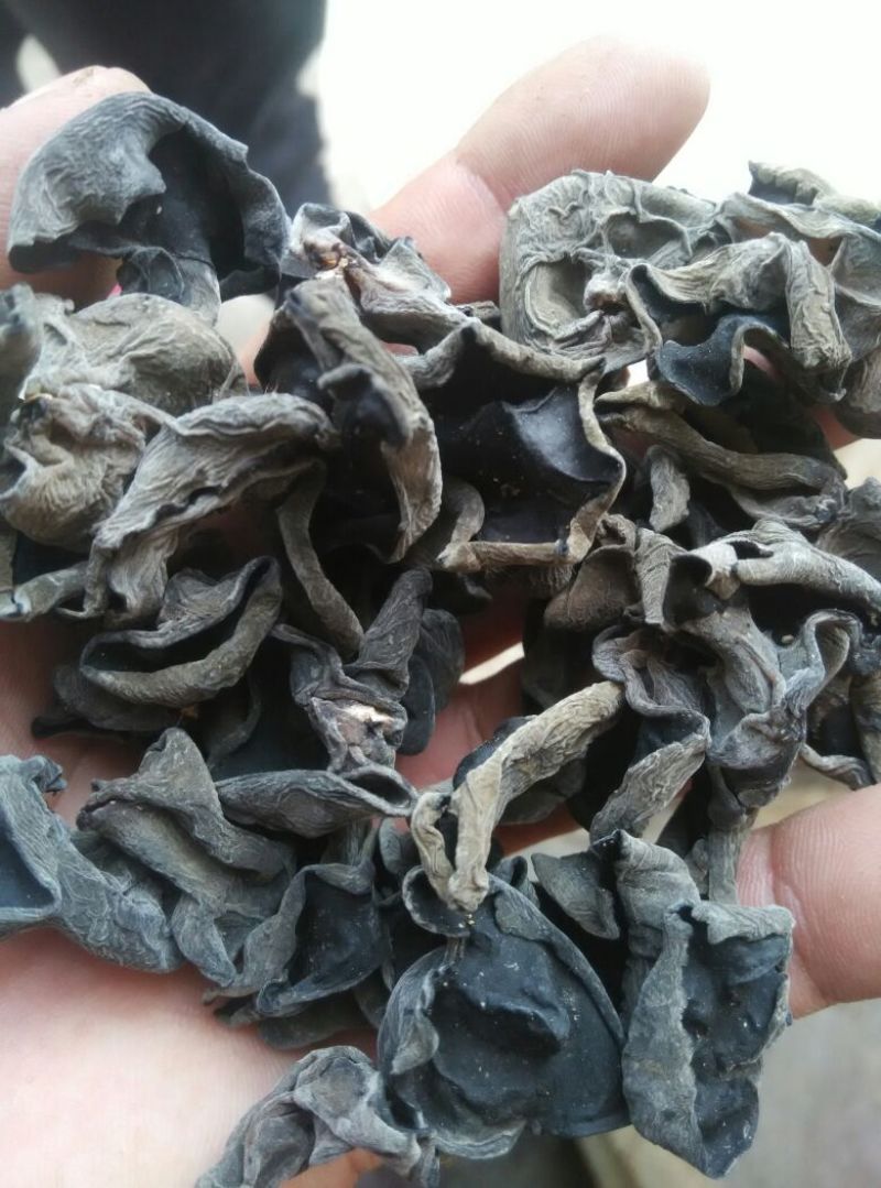 黑龙江黑木耳。春耳单片一级。品质保证。价格实惠。比超市一斤