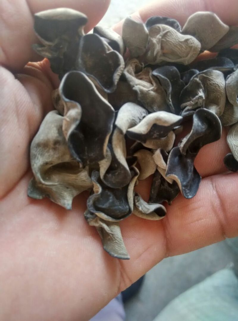 黑龙江黑木耳。春耳单片一级。品质保证。价格实惠。比超市一斤