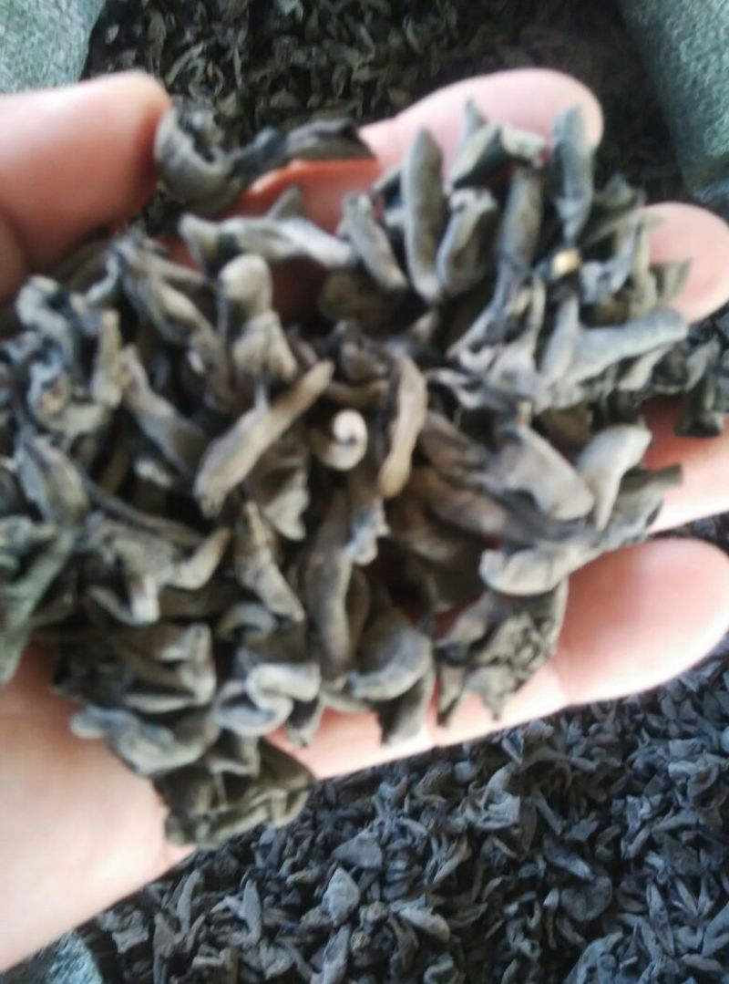 黑龙江黑木耳。春耳单片一级。品质保证。价格实惠。比超市一斤