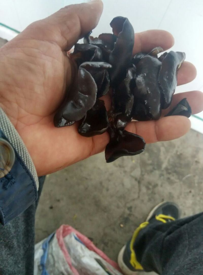 黑龙江黑木耳。春耳单片一级。品质保证。价格实惠。比超市一斤