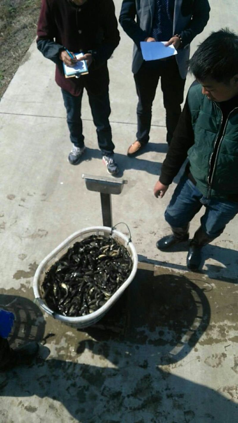 黄颡鱼苗