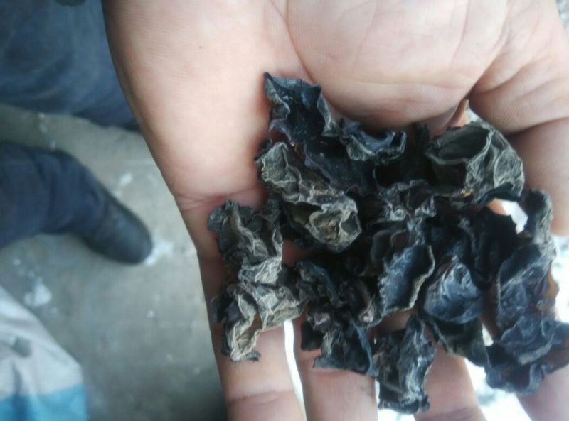 黑龙江黑木耳春耳一级。品质保证价格实惠。保证物有所值。