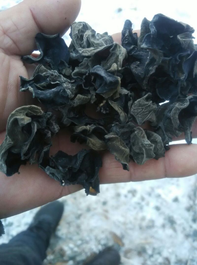 黑龙江黑木耳春耳一级。品质保证价格实惠。保证物有所值。