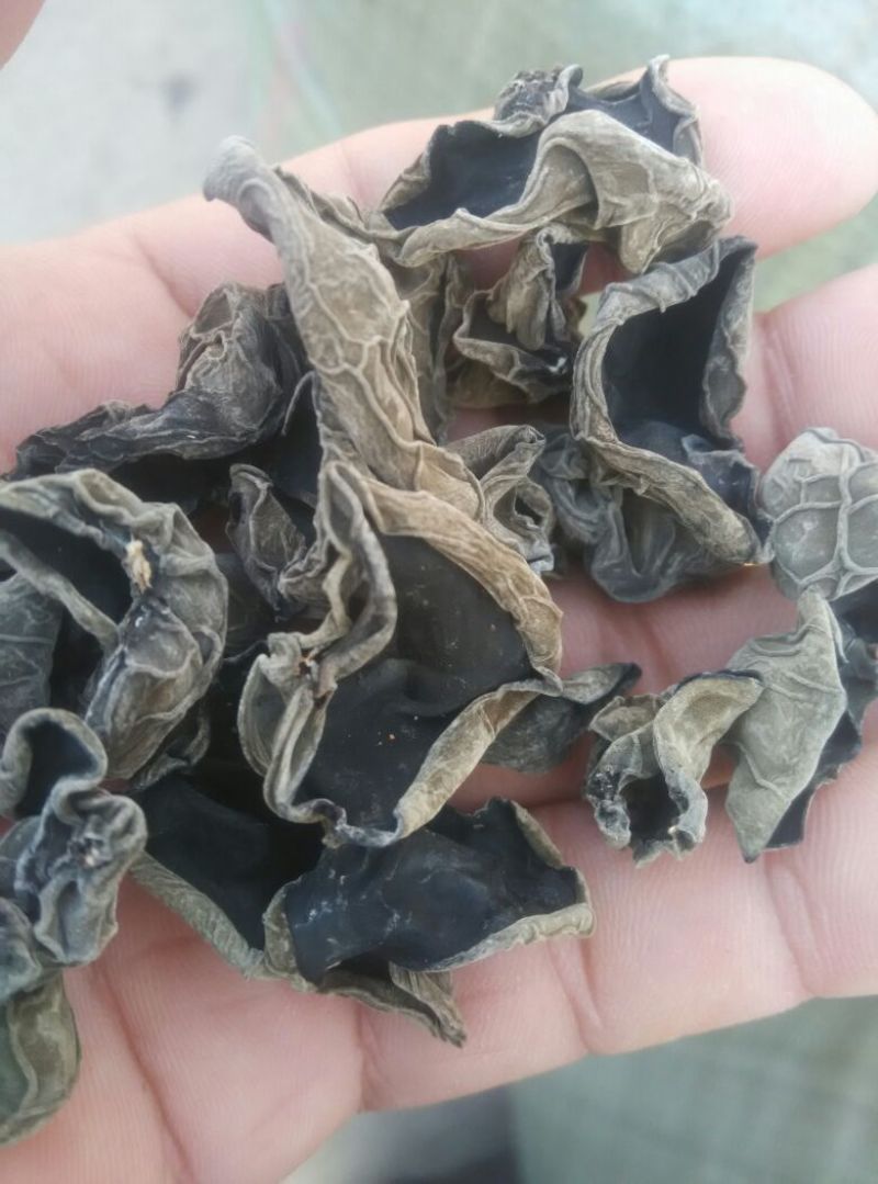 黑龙江黑木耳春耳一级。品质保证价格实惠。保证物有所值。
