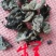 黑龙江黑木耳春耳一级。品质保证价格实惠。保证物有所值。