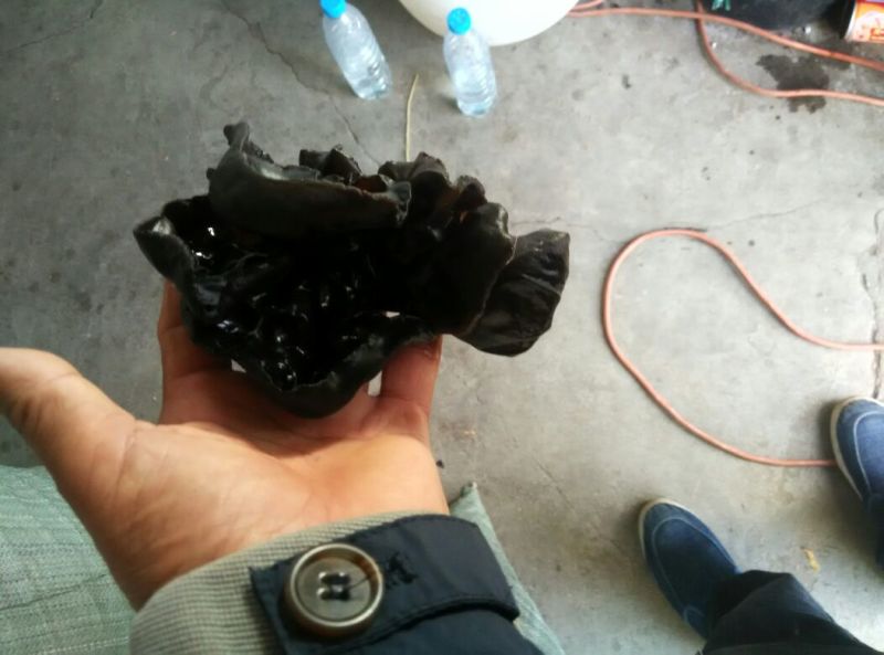 黑龙江黑木耳春耳一级。品质保证价格实惠。保证物有所值。