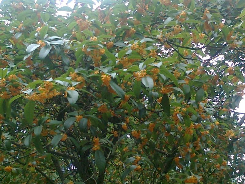 桂花树20cm以上3.5~4米3米以上