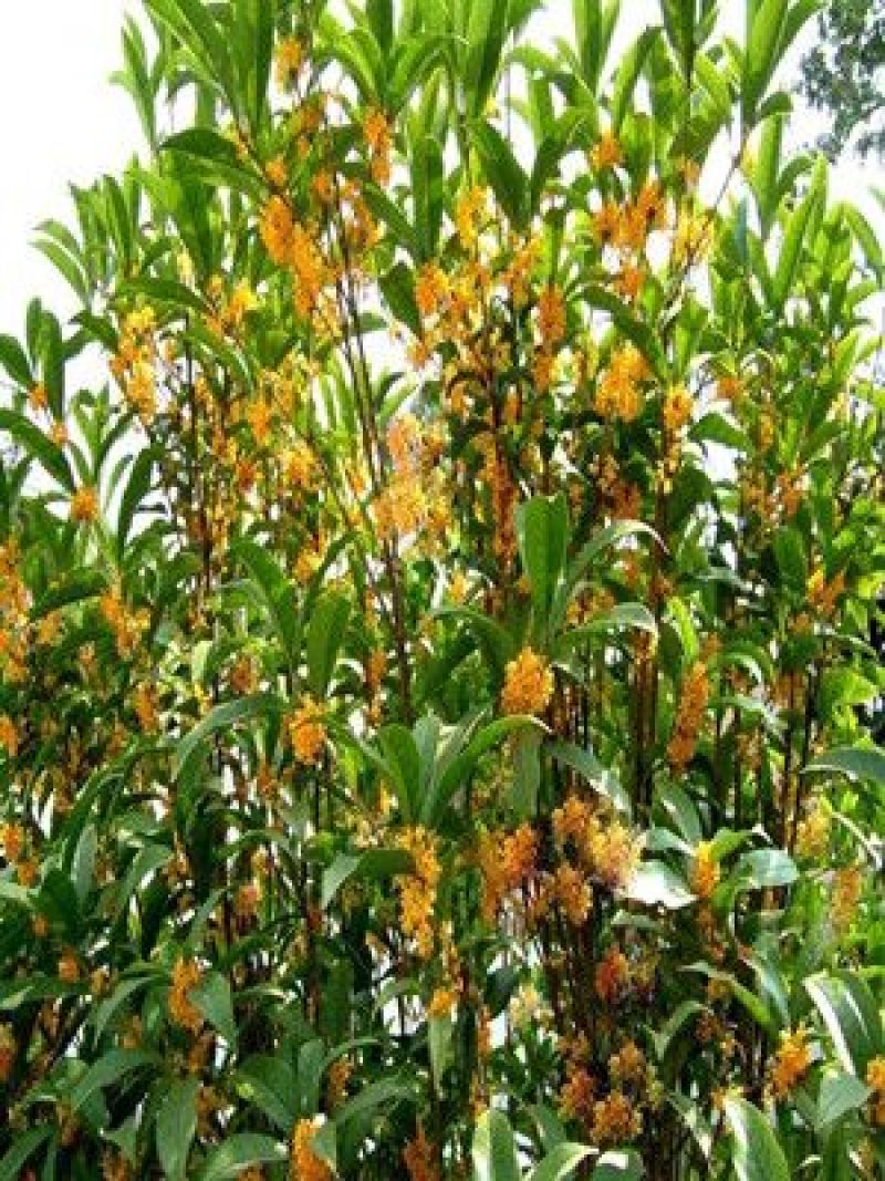 桂花树20cm以上3.5~4米3米以上