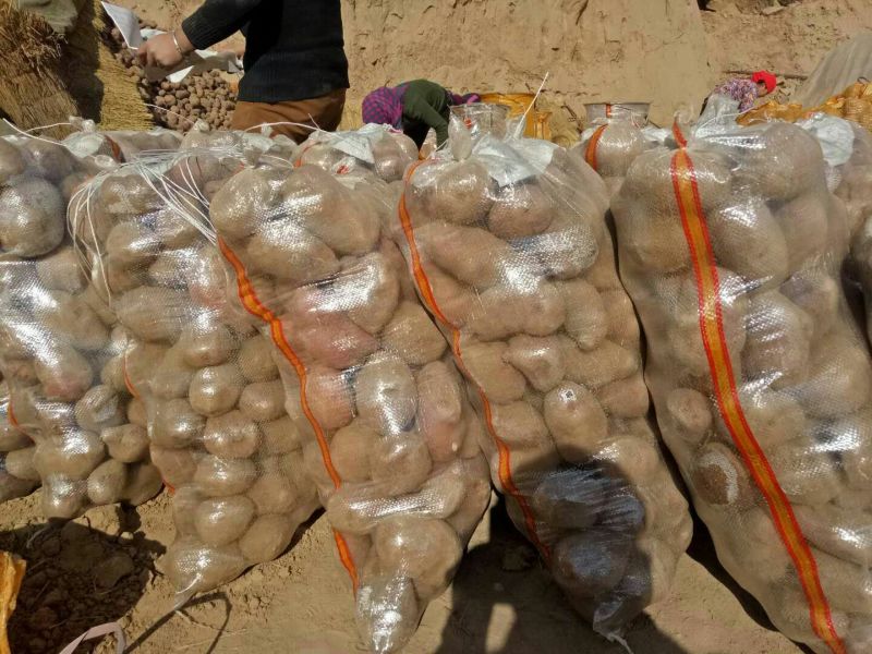 【伟东菜业】青九土豆诚信代办价格实惠可视频看货