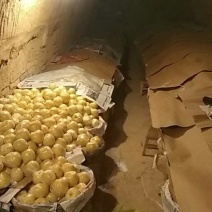 酥梨150~200g筐装，电商，快递，欢迎各大客商